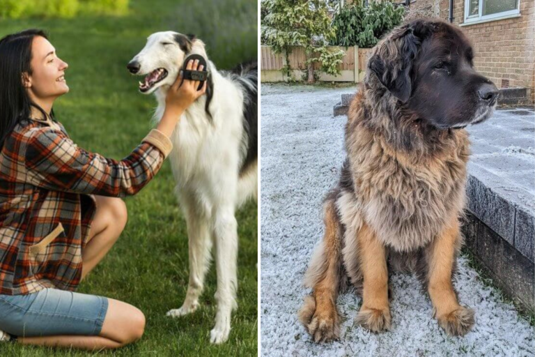 25 Best Family Dog Breeds for Your Home – Smart Picks for Every Lifestyle